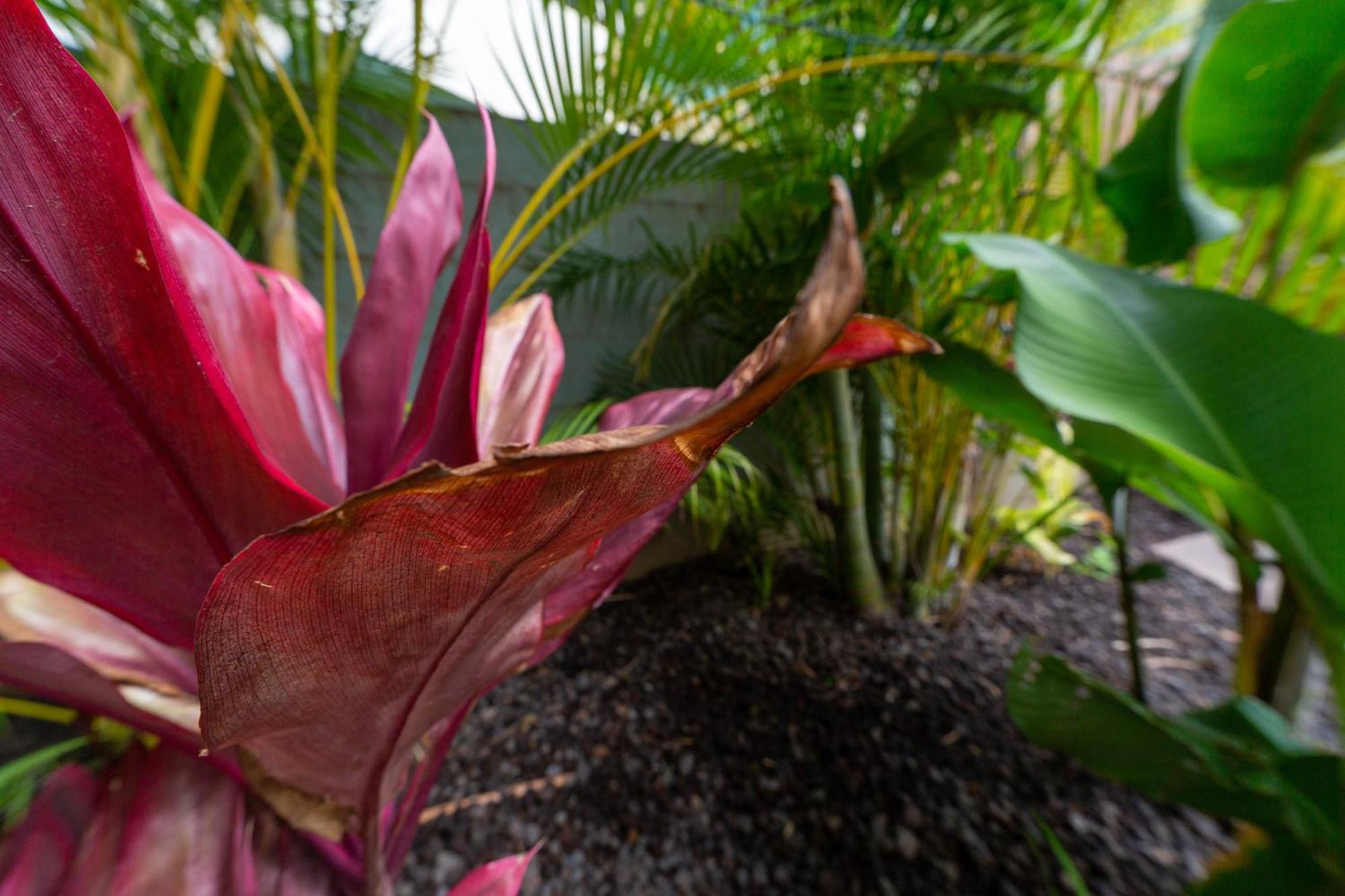 Lotus Suite, 1 Bedroom, Sleeps 4, Pool & Bbq, Pre-Renovation Summer Sale Kīhei Exterior foto