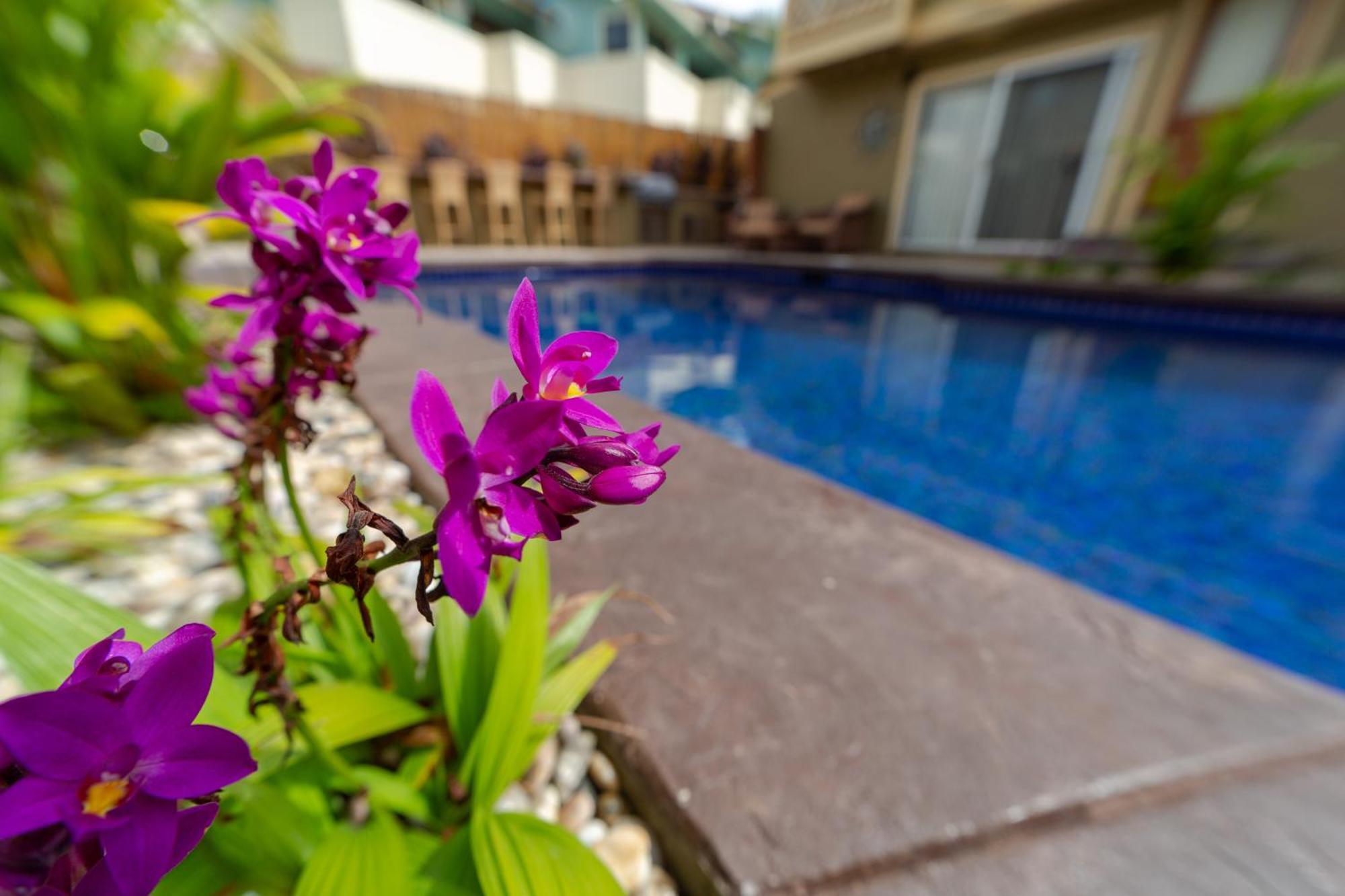 Lotus Suite, 1 Bedroom, Sleeps 4, Pool & Bbq, Pre-Renovation Summer Sale Kīhei Exterior foto